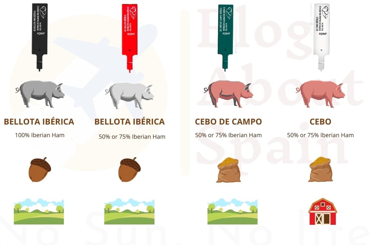 types pigs spanish ham; How to Know if Spanish Ham is of Good Quality
